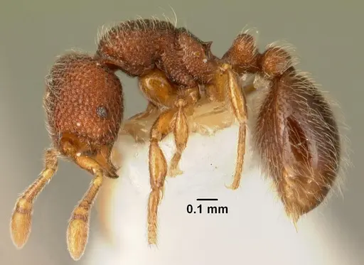 Tetheamyrma subspongia specimen CASENT0101593 image casent0101593_3