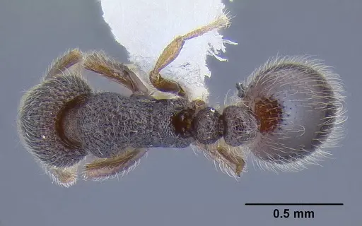 Tetheamyrma subspongia specimen CASENT0106305 image casent0106305_1