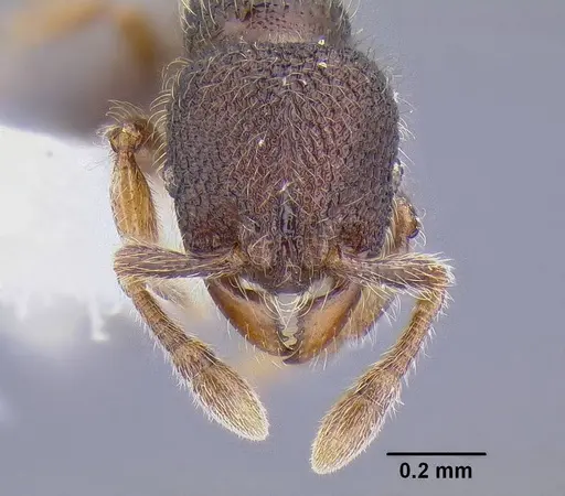 Tetheamyrma subspongia specimen CASENT0106305 image casent0106305_2