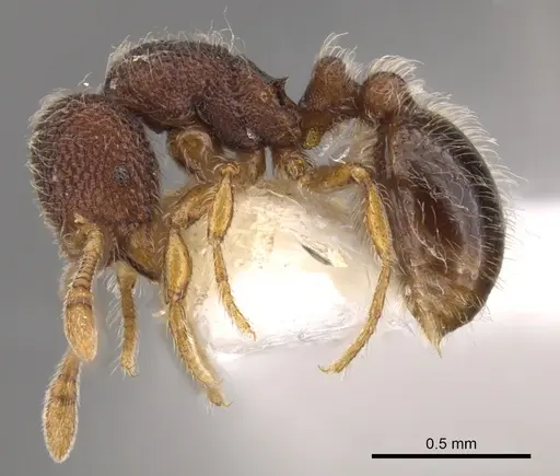Tetheamyrma subspongia specimen CASENT0900983 image casent0900983_3