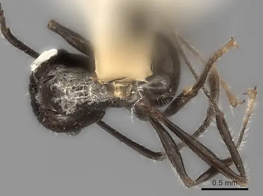 Tetramorium aculeatum specimen CASENT0217959 image casent0217959_1