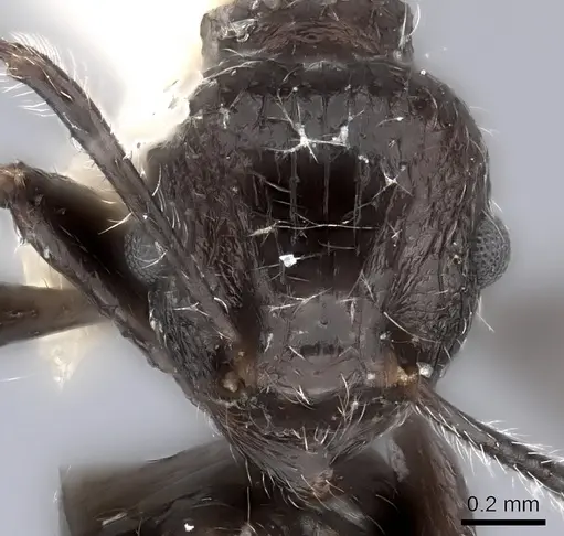 Tetramorium aculeatum specimen CASENT0217959 image casent0217959_2
