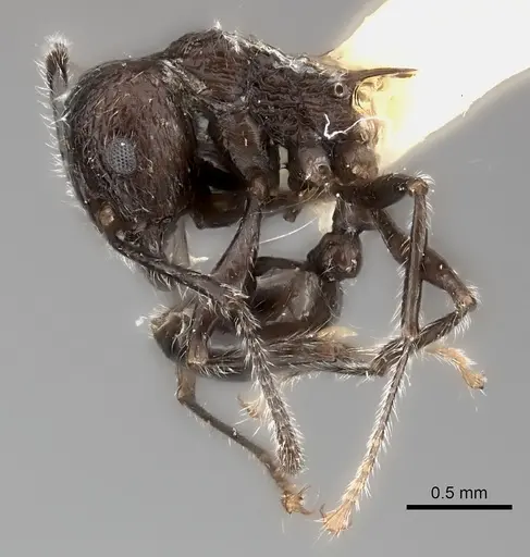 Tetramorium aculeatum specimen CASENT0217959 image casent0217959_3