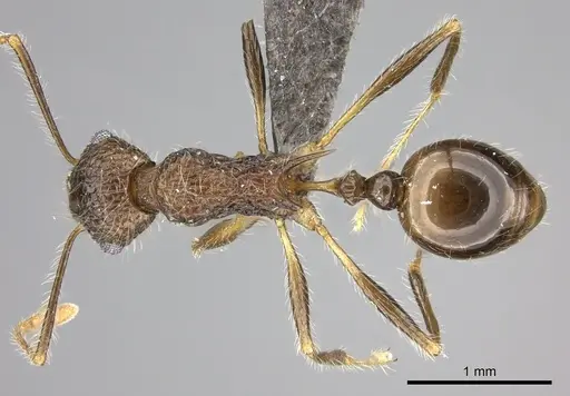 Tetramorium aculeatum specimen CASENT0235778 image casent0235778_1