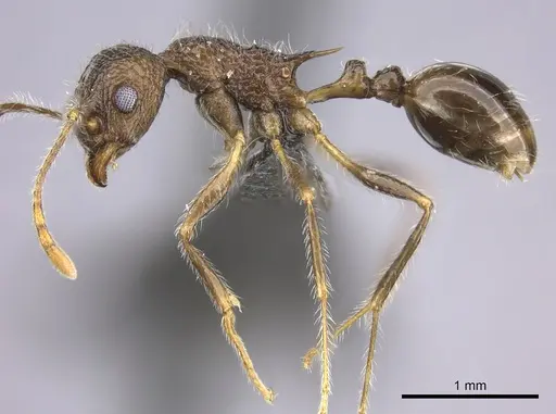 Tetramorium aculeatum specimen CASENT0235778 image casent0235778_3