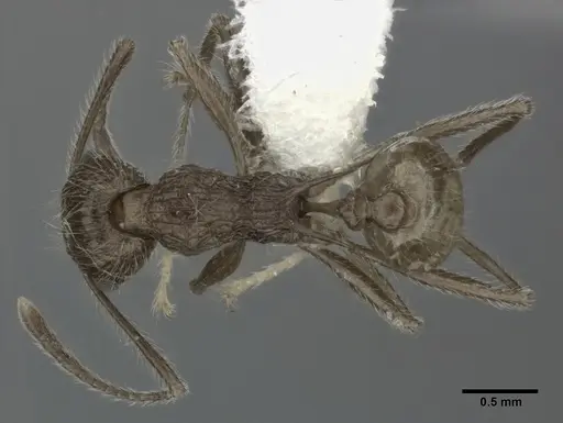 Tetramorium aculeatum specimen CASENT0246112 image casent0246112_1