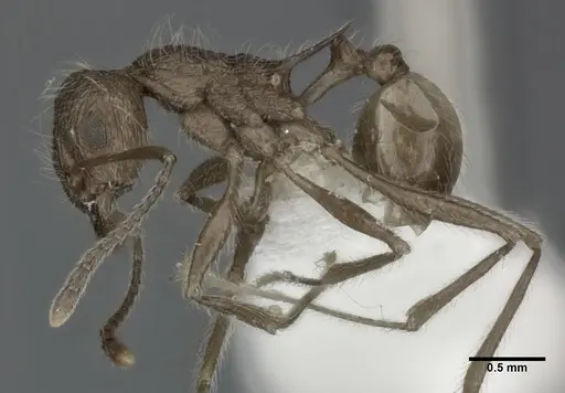 Tetramorium aculeatum specimen CASENT0246112 image casent0246112_3