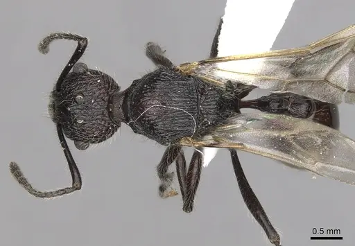 Tetramorium aculeatum specimen CASENT0316971 image casent0316971_1