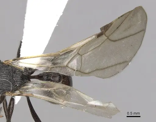 Tetramorium aculeatum specimen CASENT0316971 image casent0316971_2