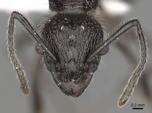 Tetramorium aculeatum specimen CASENT0316971 image casent0316971_3