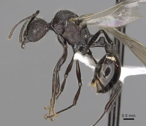 Tetramorium aculeatum specimen CASENT0316971 image casent0316971_4