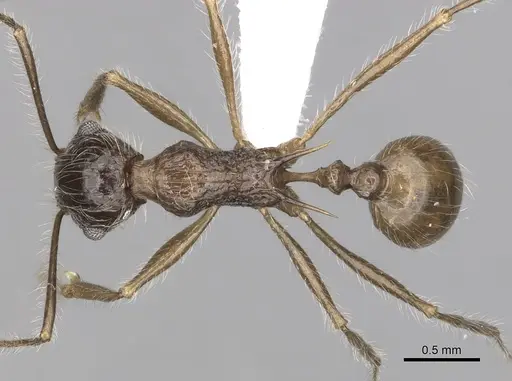 Tetramorium aculeatum specimen CASENT0316972 image casent0316972_1