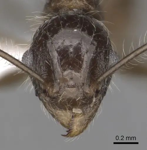 Tetramorium aculeatum specimen CASENT0316972 image casent0316972_2