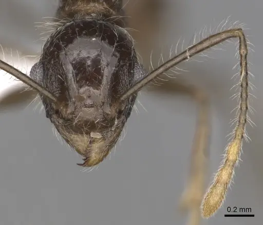 Tetramorium aculeatum specimen CASENT0316972 image casent0316972_3