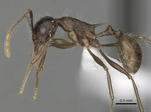 Tetramorium aculeatum specimen CASENT0316972 image casent0316972_4