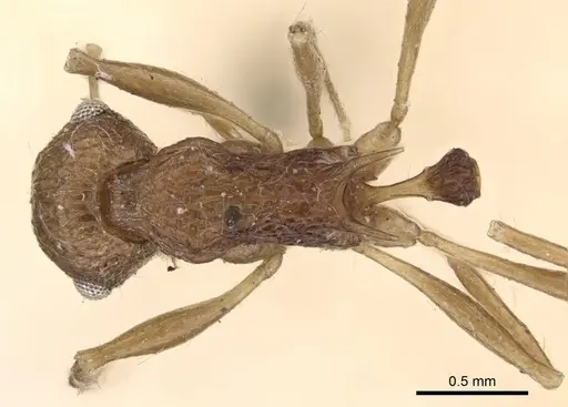 Tetramorium aculeatum specimen CASENT0901224 image casent0901224_1