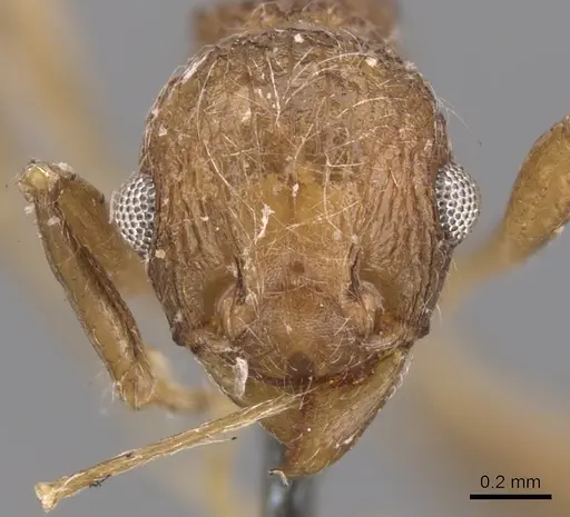 Tetramorium aculeatum specimen CASENT0901224 image casent0901224_2