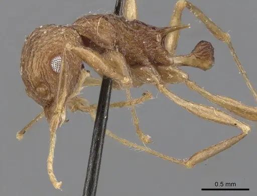 Tetramorium aculeatum specimen CASENT0901224 image casent0901224_3