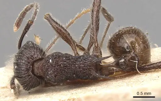 Tetramorium aculeatum specimen CASENT0904857 image casent0904857_1