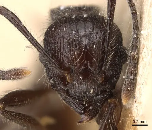 Tetramorium aculeatum specimen CASENT0904857 image casent0904857_2