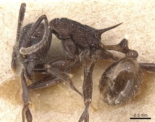 Tetramorium aculeatum specimen CASENT0904857 image casent0904857_3