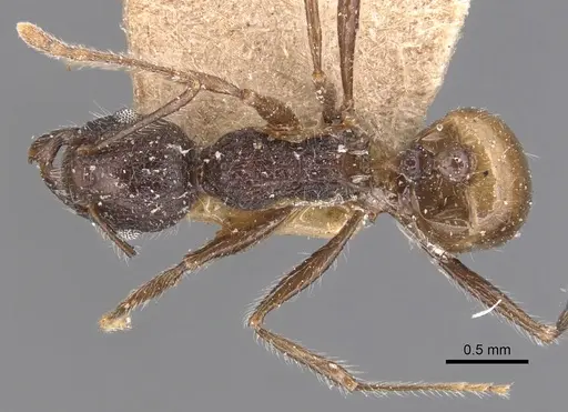 Tetramorium aculeatum specimen CASENT0904858 image casent0904858_1