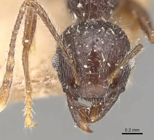 Tetramorium aculeatum specimen CASENT0904858 image casent0904858_2