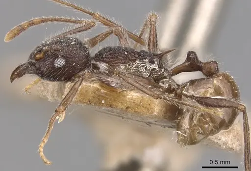 Tetramorium aculeatum specimen CASENT0904858 image casent0904858_3
