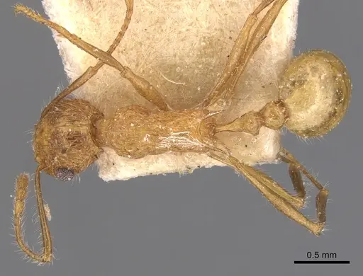 Tetramorium aculeatum specimen CASENT0904859 image casent0904859_1