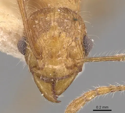 Tetramorium aculeatum specimen CASENT0904859 image casent0904859_2