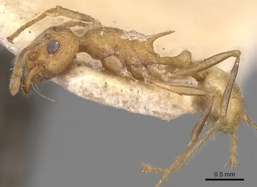 Tetramorium aculeatum specimen CASENT0904859 image casent0904859_3