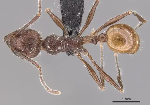 Tetramorium aculeatum specimen CASENT0909119 image casent0909119_1