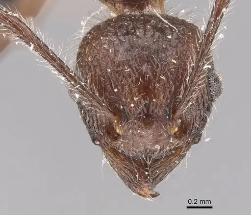 Tetramorium aculeatum specimen CASENT0909119 image casent0909119_2