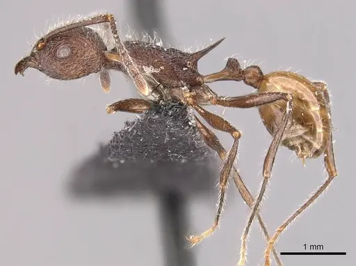 Tetramorium aculeatum specimen CASENT0909119 image casent0909119_3