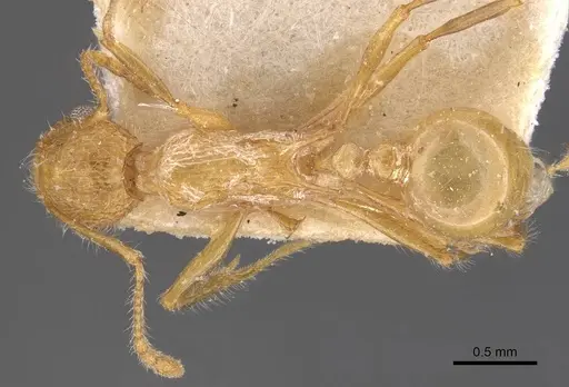 Tetramorium aculeatum specimen CASENT0909120 image casent0909120_1