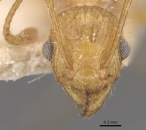 Tetramorium aculeatum specimen CASENT0909120 image casent0909120_2