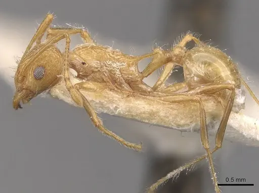 Tetramorium aculeatum specimen CASENT0909120 image casent0909120_3