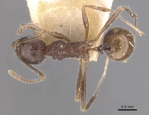 Tetramorium aculeatum specimen CASENT0909121 image casent0909121_1