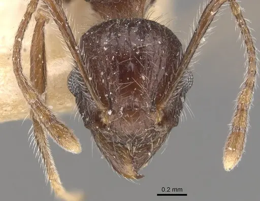 Tetramorium aculeatum specimen CASENT0909121 image casent0909121_2