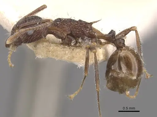 Tetramorium aculeatum specimen CASENT0909121 image casent0909121_3