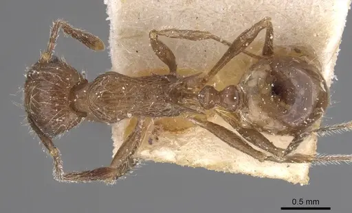 Tetramorium aculeatum specimen CASENT0913978 image casent0913978_1