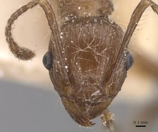 Tetramorium aculeatum specimen CASENT0913978 image casent0913978_2