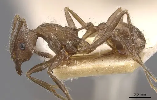 Tetramorium aculeatum specimen CASENT0913978 image casent0913978_3