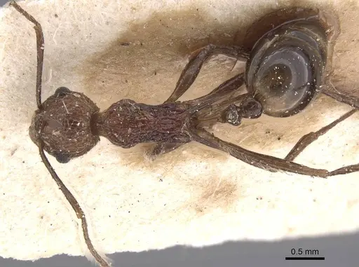 Tetramorium aculeatum specimen CASENT0913979 image casent0913979_1