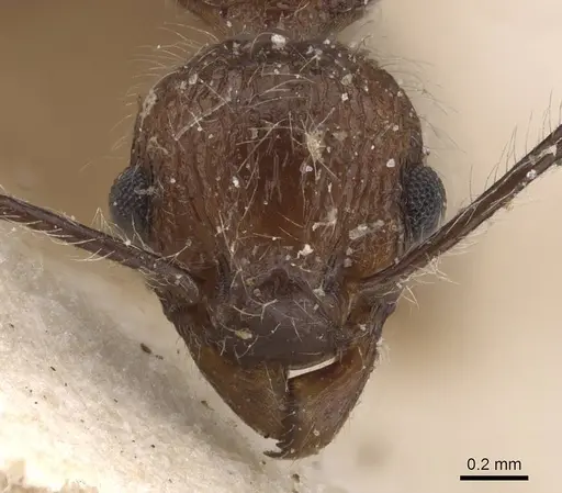 Tetramorium aculeatum specimen CASENT0913979 image casent0913979_2