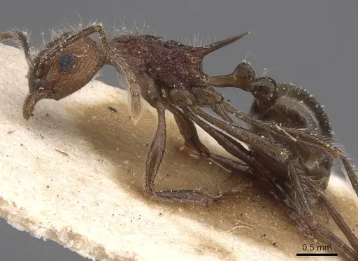 Tetramorium aculeatum specimen CASENT0913979 image casent0913979_3