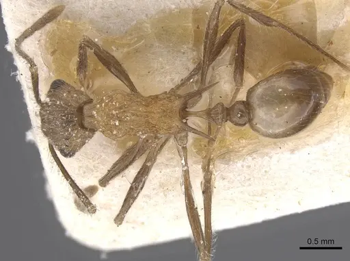 Tetramorium aculeatum specimen CASENT0913980 image casent0913980_1