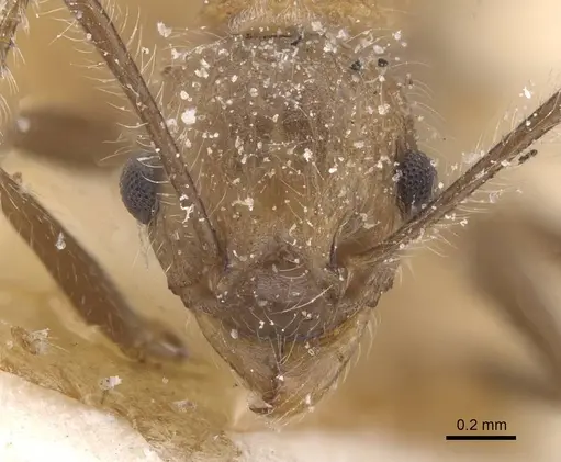 Tetramorium aculeatum specimen CASENT0913980 image casent0913980_2