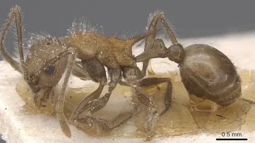 Tetramorium aculeatum specimen CASENT0913980 image casent0913980_3
