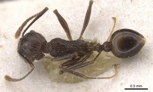 Tetramorium aculeatum specimen CASENT0913981 image casent0913981_1